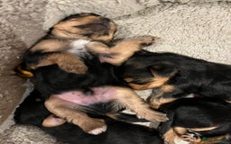 Yorkshire Terrier dogs for sale: Information  - Advert 6