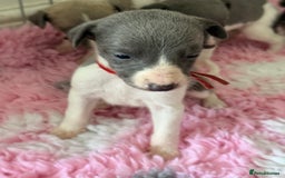 Whippet dogs for sale: 🏡 Ready Saturday! Kennel Club Whippet Puppies 🐾 - Image 15