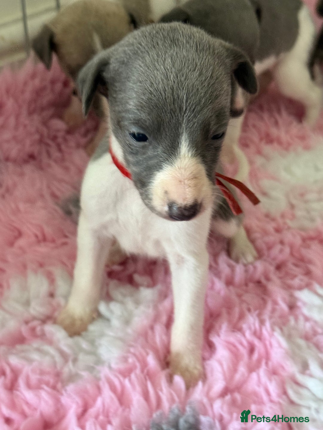 Whippet dogs for sale: 🏡 Ready Saturday! Kennel Club Whippet Puppies 🐾 - Image 15