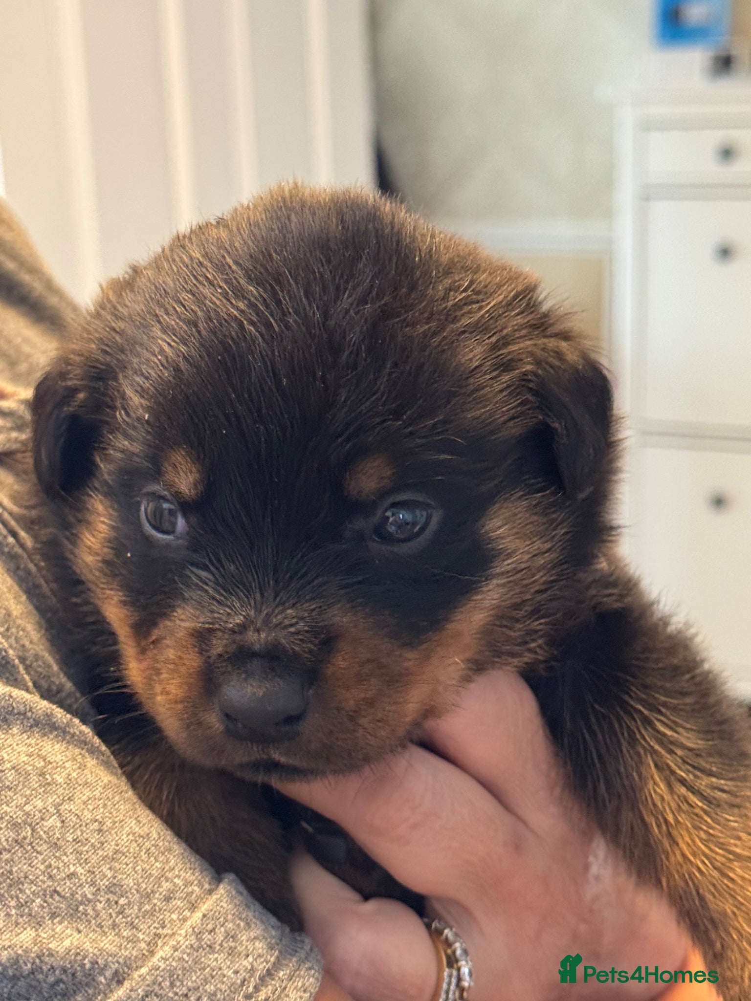 Rottweiler dogs Pedigree Rottweiler puppies for sale - Advert 4