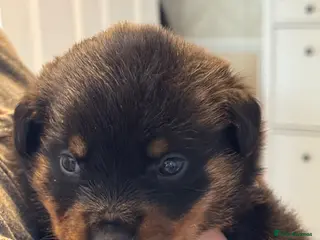 Rottweiler dogs Pedigree Rottweiler puppies for sale - Advert 4