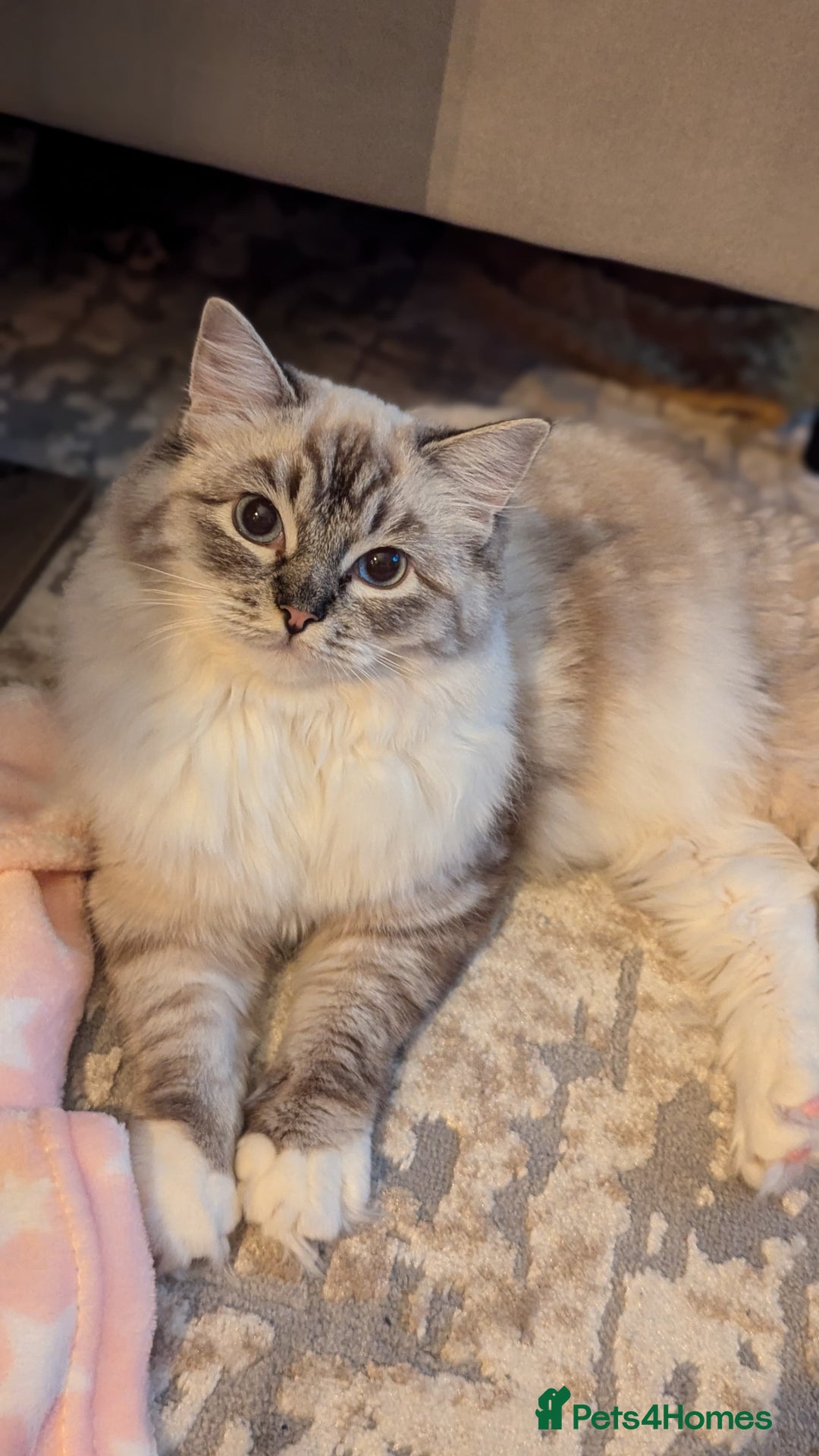 Ragdoll cats for sale: Ragdoll ACTIVE Female  - Advert 10