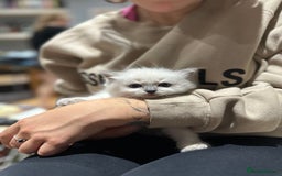 Ragdoll cats for sale: Ragdoll kittens  - Image 7
