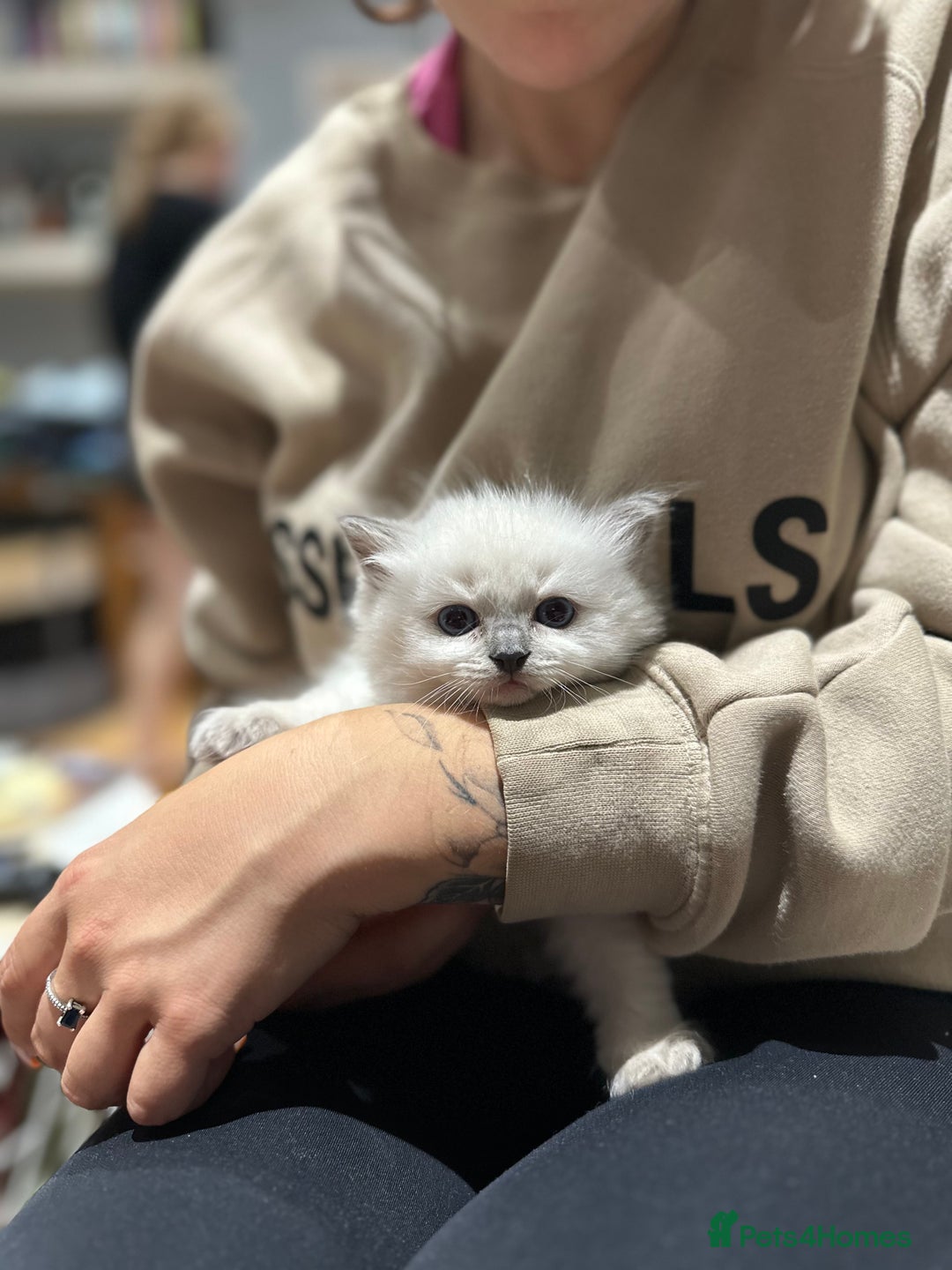 Ragdoll cats for sale: Ragdoll kittens  - Image 7