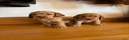 Cocker Spaniel dogs for sale: Beautiful KC show cocker spaniels  - Advert 9