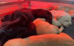 Labrador Retriever dogs for sale: Labrador pups  - Image 17