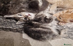 European cats for sale: 4 adorable healthy kittens - Image 13