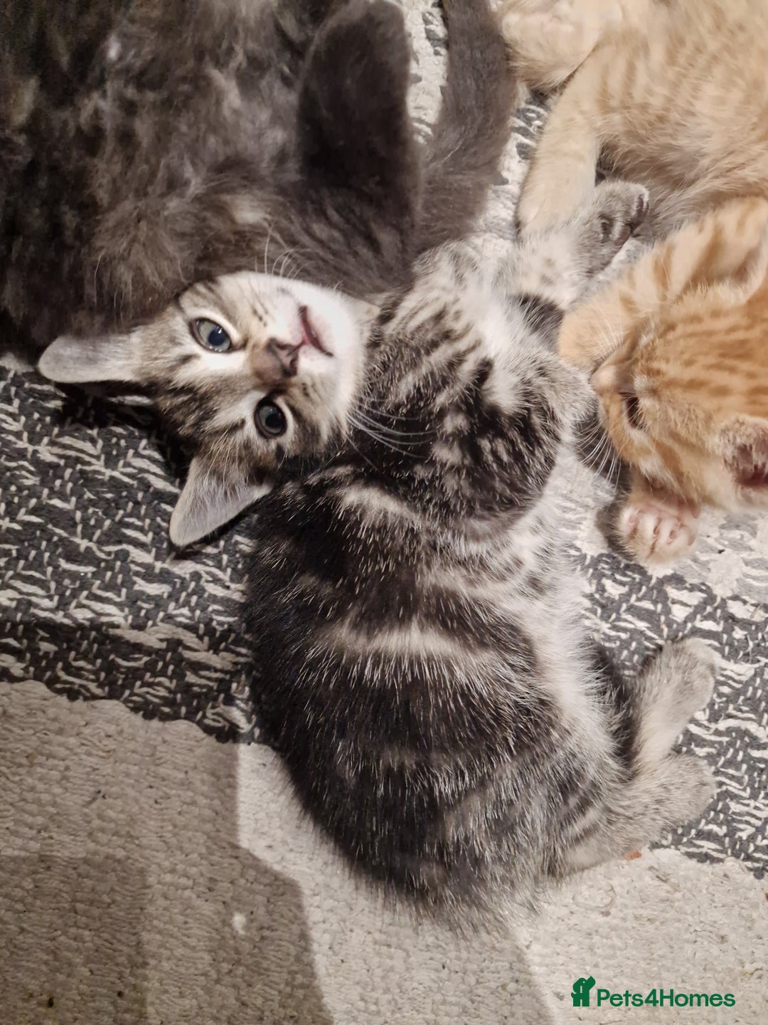 European cats for sale: 4 adorable healthy kittens - Image 13