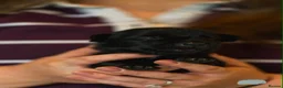 Mixed Breed dogs for sale: Family-raised puppies looking for loving homes - Advert 15