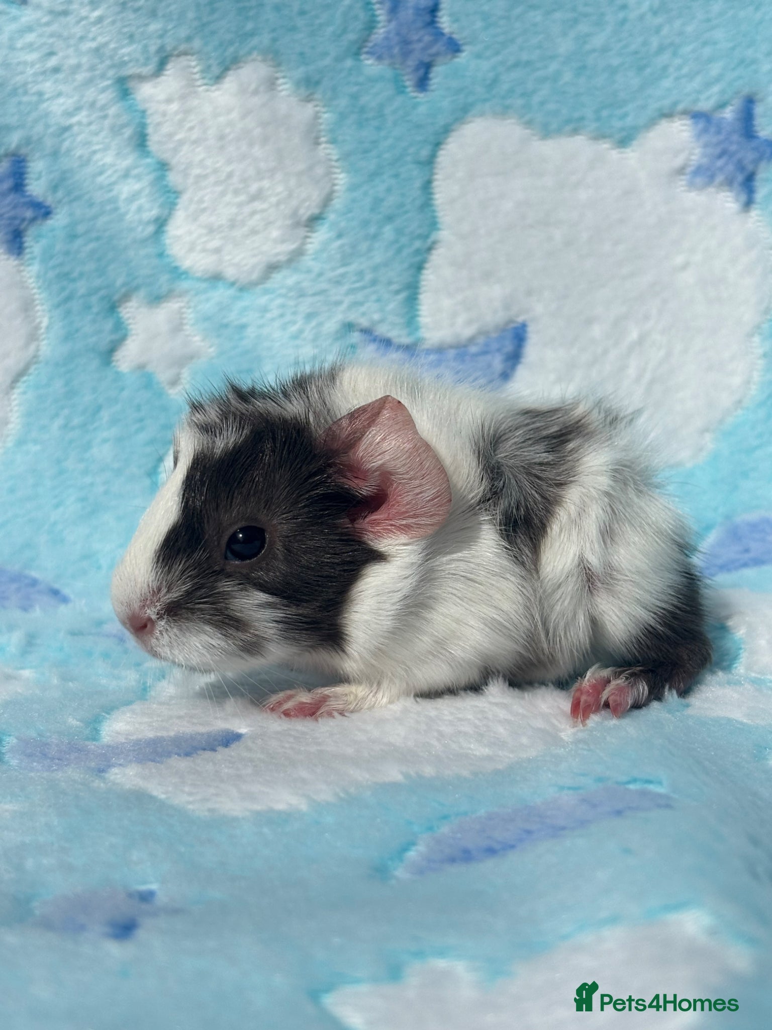 Guinea Pig rodents One sow one boar looking for homes  - Advert 1