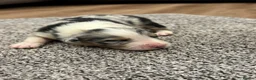 Australian Shepherd dogs for sale: 7 stunning Australian Shepards  - Advert 9