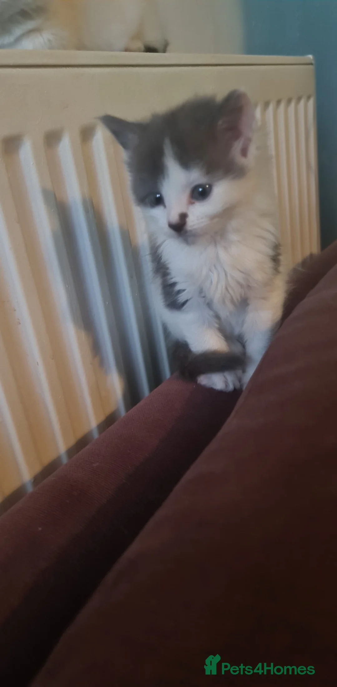 Siberian cats for sale: Kittens - Advert 10