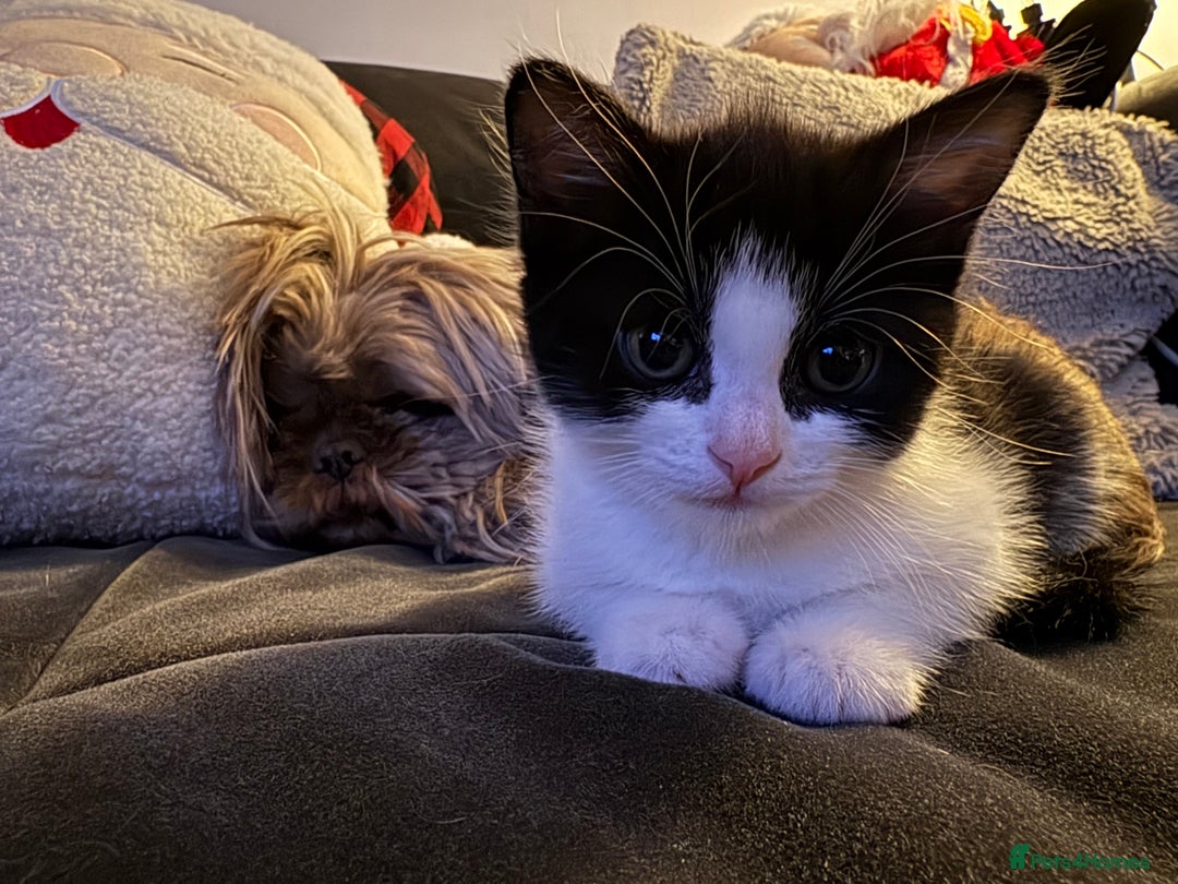 Mixed Breed cats for sale: 2 beautiful Kittens, 1 boy  1 girl - Advert 8