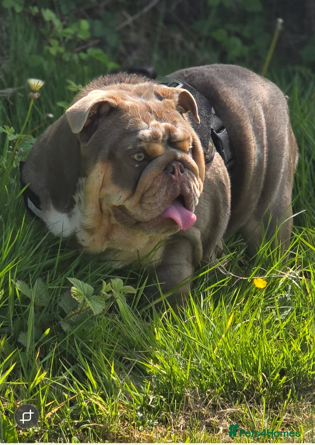 English Bulldog dogs for stud: The Scouse General - Advert 7