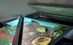 Hermann Tortoise reptiles for sale: 15 month old Hermanns Tortoise - Advert 5