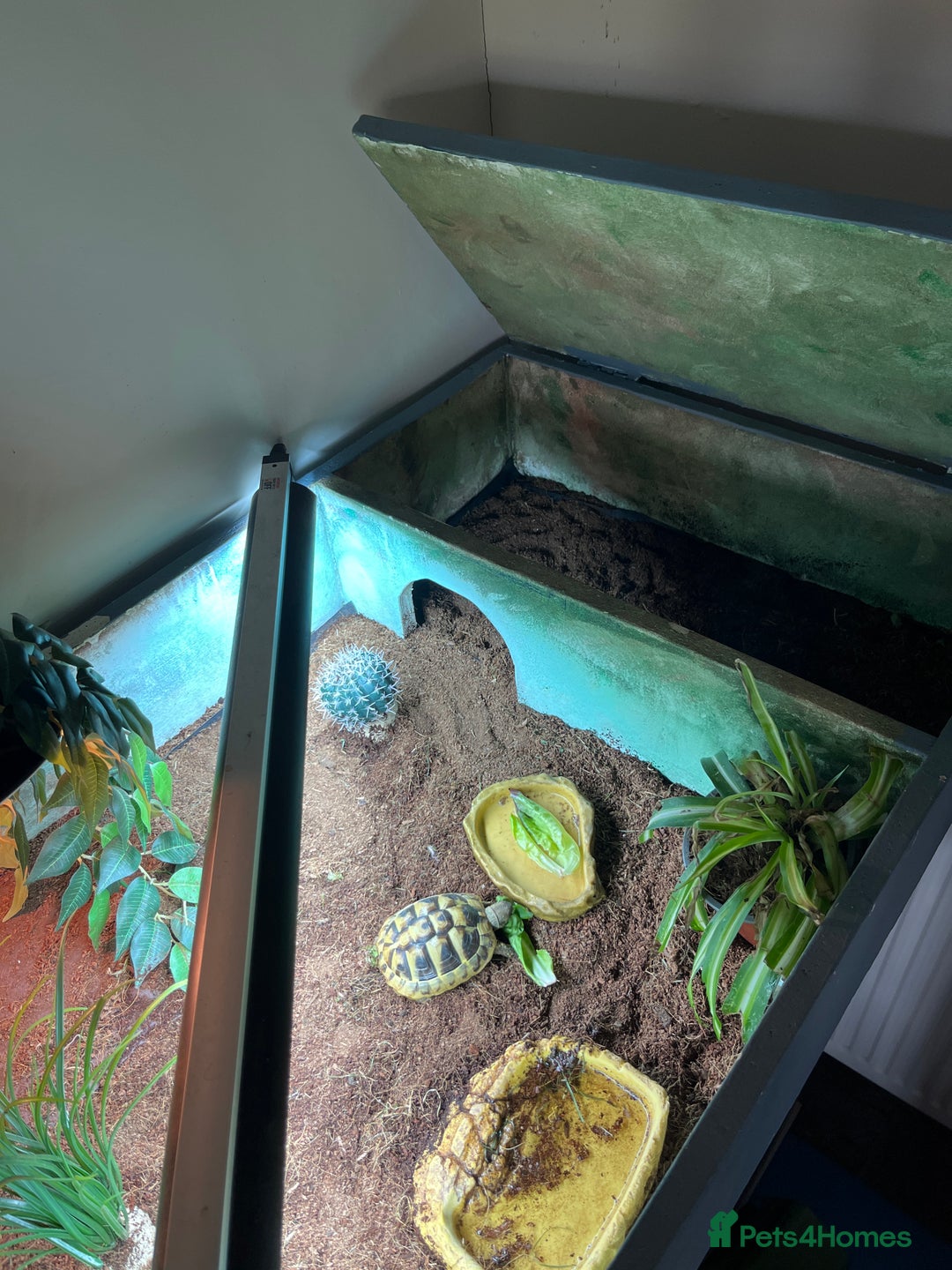 Hermann Tortoise reptiles for sale: 15 month old Hermanns Tortoise - Advert 5