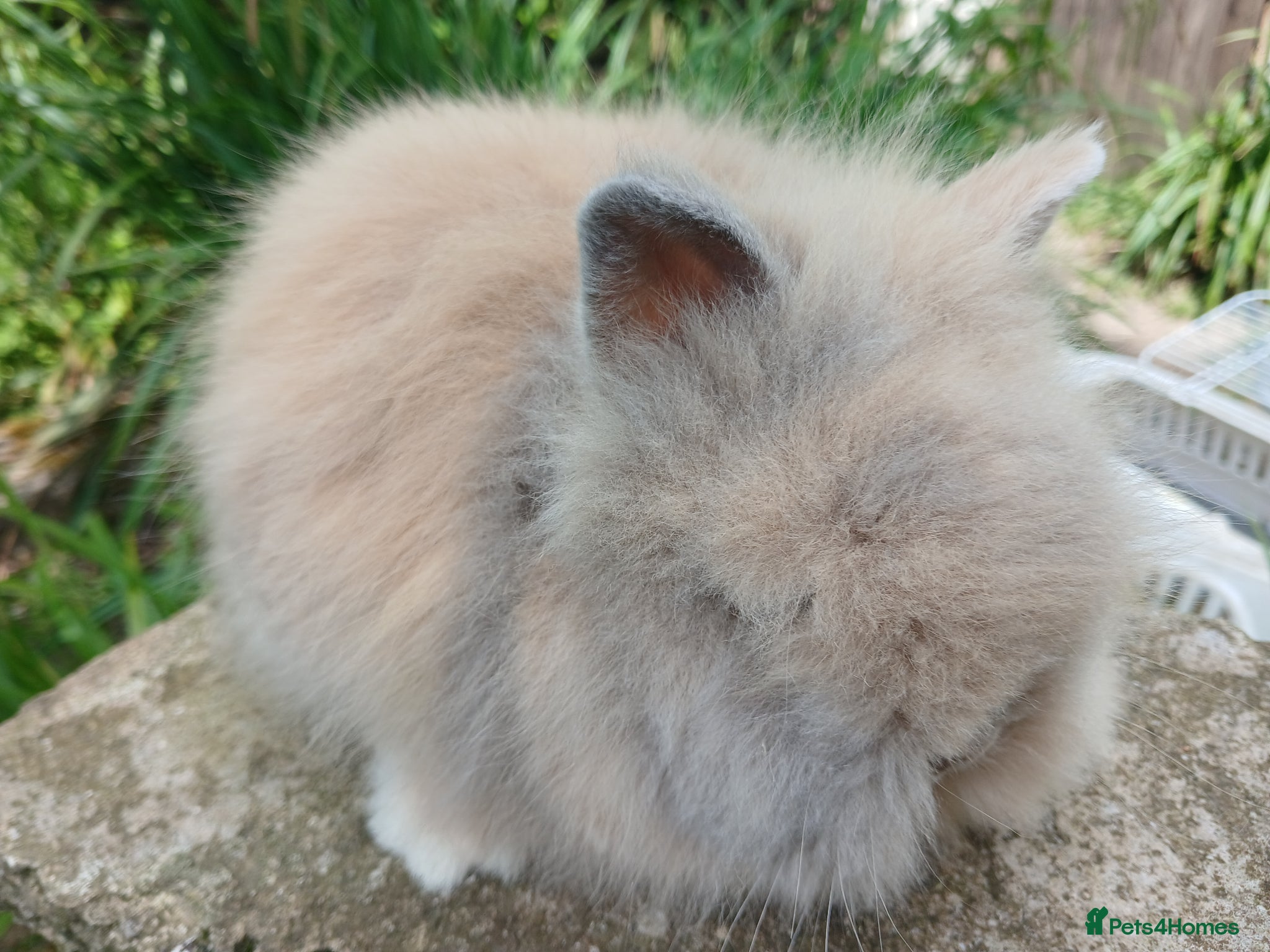 Lionhead rabbits Stunning DM lionhead baby rabbits - Advert 16