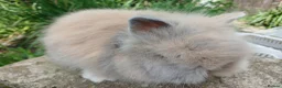 Lionhead rabbits for sale: Stunning DM lionhead baby rabbits - Advert 1