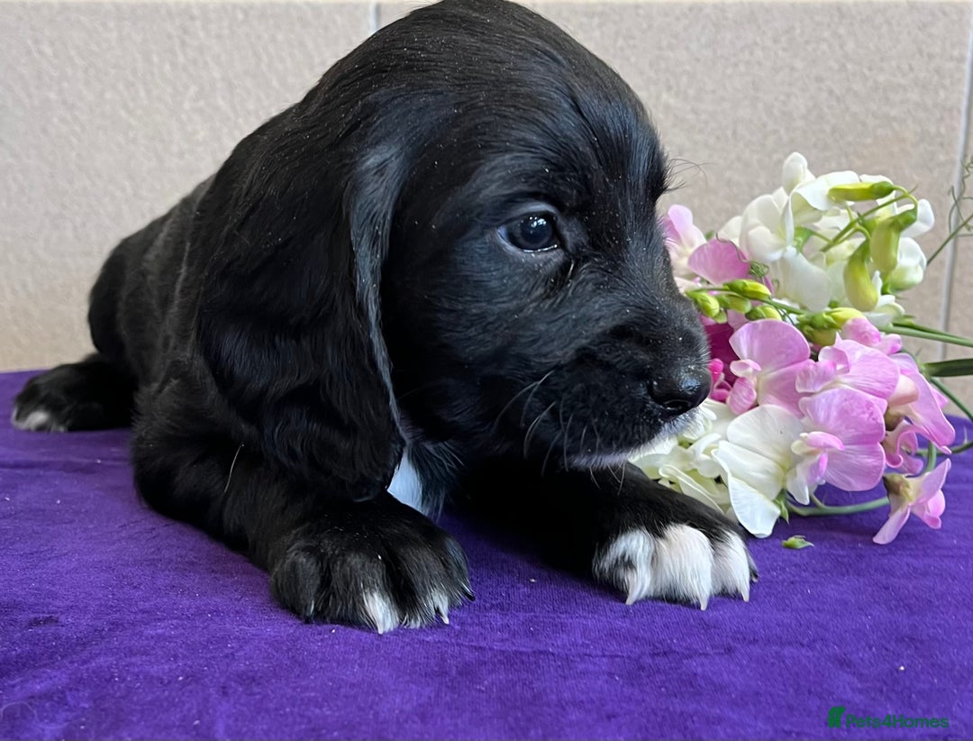 Sprocker dogs for sale: My sweet peas SPECIAL indeed x - Image 7
