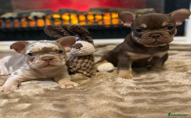 French Bulldog dogs - Advert 1