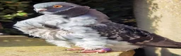 Pigeons birds for sale: Pigeons [Semi Hand-Raised] - Fancy & Racing Breeds - Advert 15