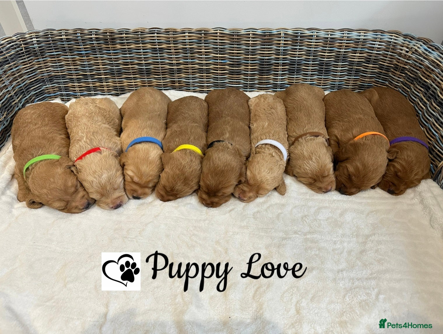 Labradoodle dogs ⭐️Fully Health Tested F1 Miniature Labradoodles - Advert 2