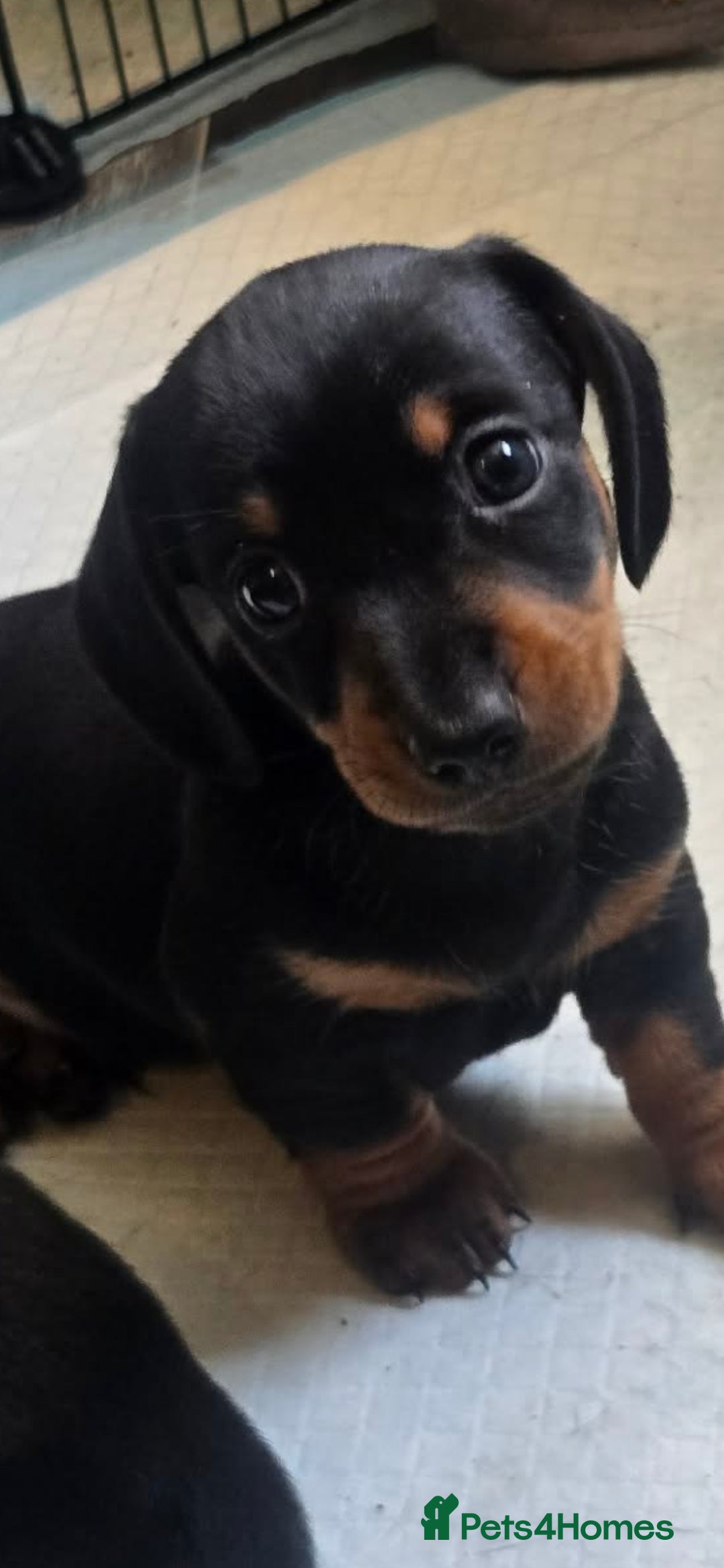 Miniature Dachshund dogs Minature dashchunds smooth coat - Advert 15