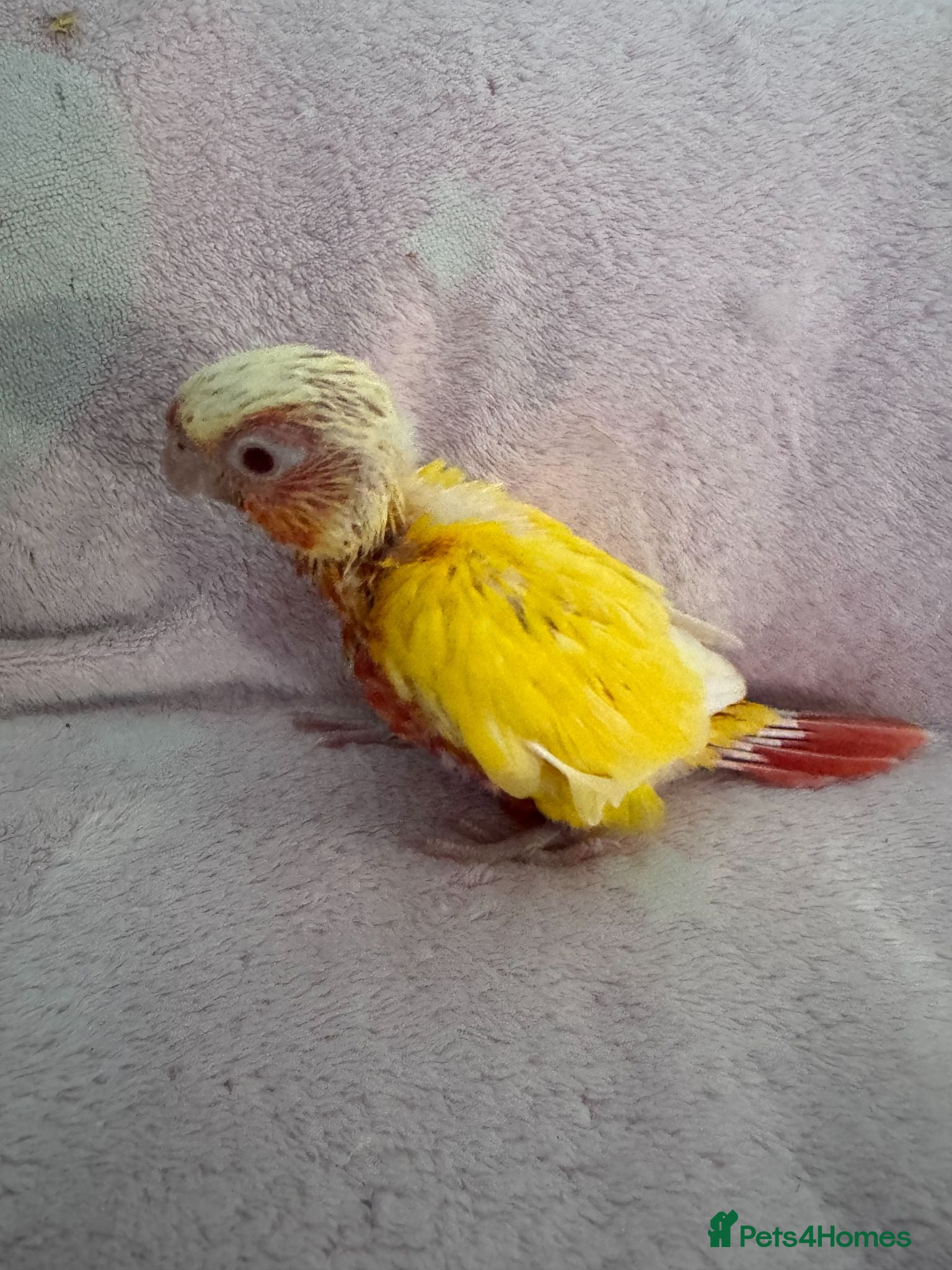 Conures birds only 2 left !!!Hand Rearing 5 mixed conure babies - Advert 7