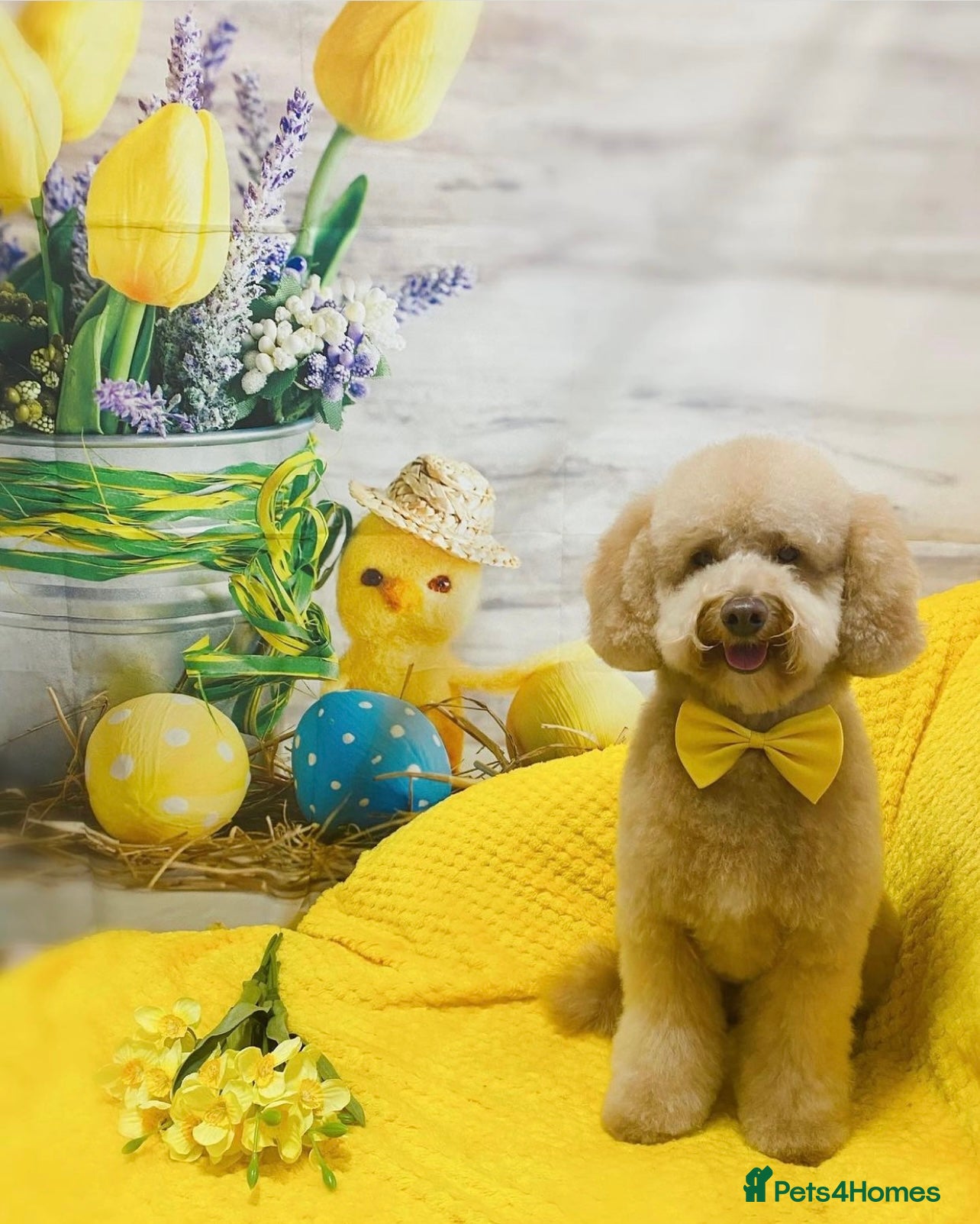 Toy Poodle dogs KC registered. GENETIC & HEALTH TESTED. - Advert 5