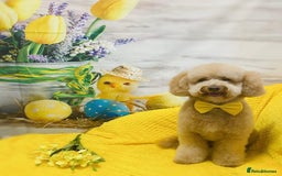 Toy Poodle dogs for stud: KC registered. GENETIC & HEALTH TESTED. in Wigan - Image 7