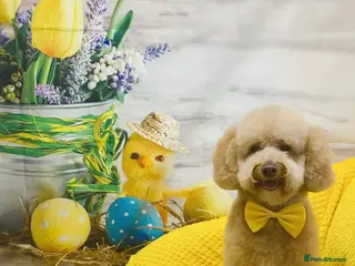 Toy Poodle dogs KC registered. GENETIC & HEALTH TESTED. - Advert 2