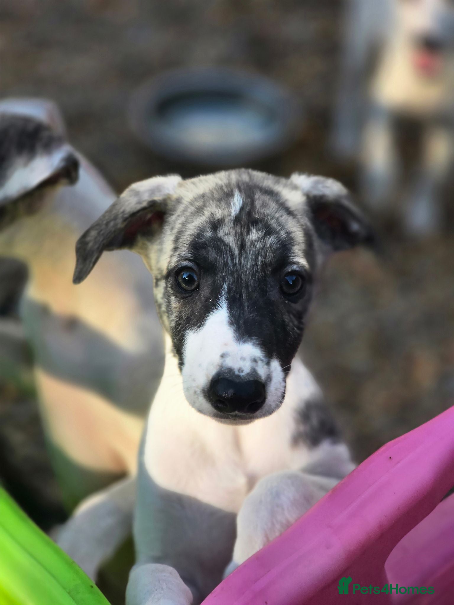 Mixed Breed dogs Whippet cross greyhound  - Advert 9