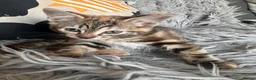 Mixed Breed cats for sale: 2 beautiful Bengal cross girls - Advert 8
