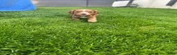 Cocker Spaniel dogs for sale: Working cocker spaniel Kc reg - Advert 3