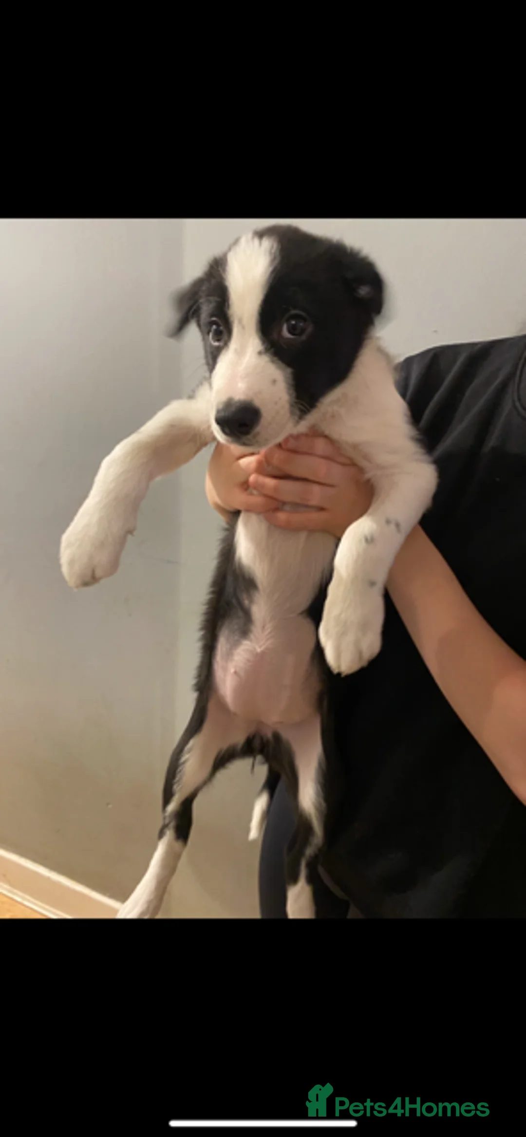 Border Collie dogs for sale: 4 border collie pups - Advert 7