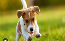 Mixed Breed dogs for sale:  Puppy/dog small breed wanted - Image 1