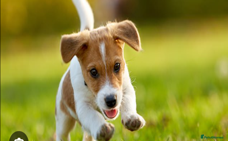 Mixed Breed dogs - Advert 12
