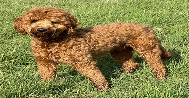 Mini Goldendoodle dogs Stunning Goldendoodle Puppies  - Advert 8