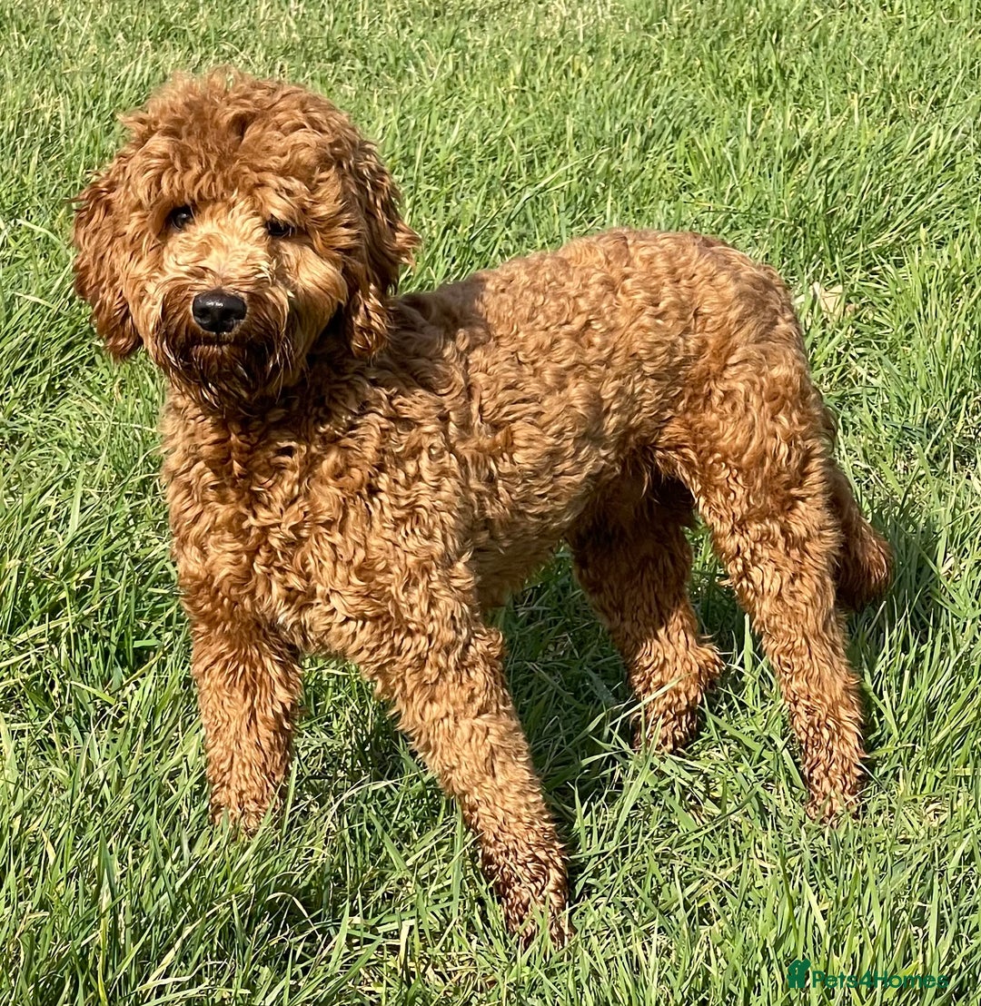Mini Goldendoodle dogs for sale: Stunning Goldendoodle Puppies  - Image 7