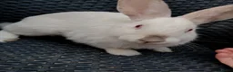 Mixed Breed rabbits for sale: New Zealand White cross Californian rabbits  - Advert 4