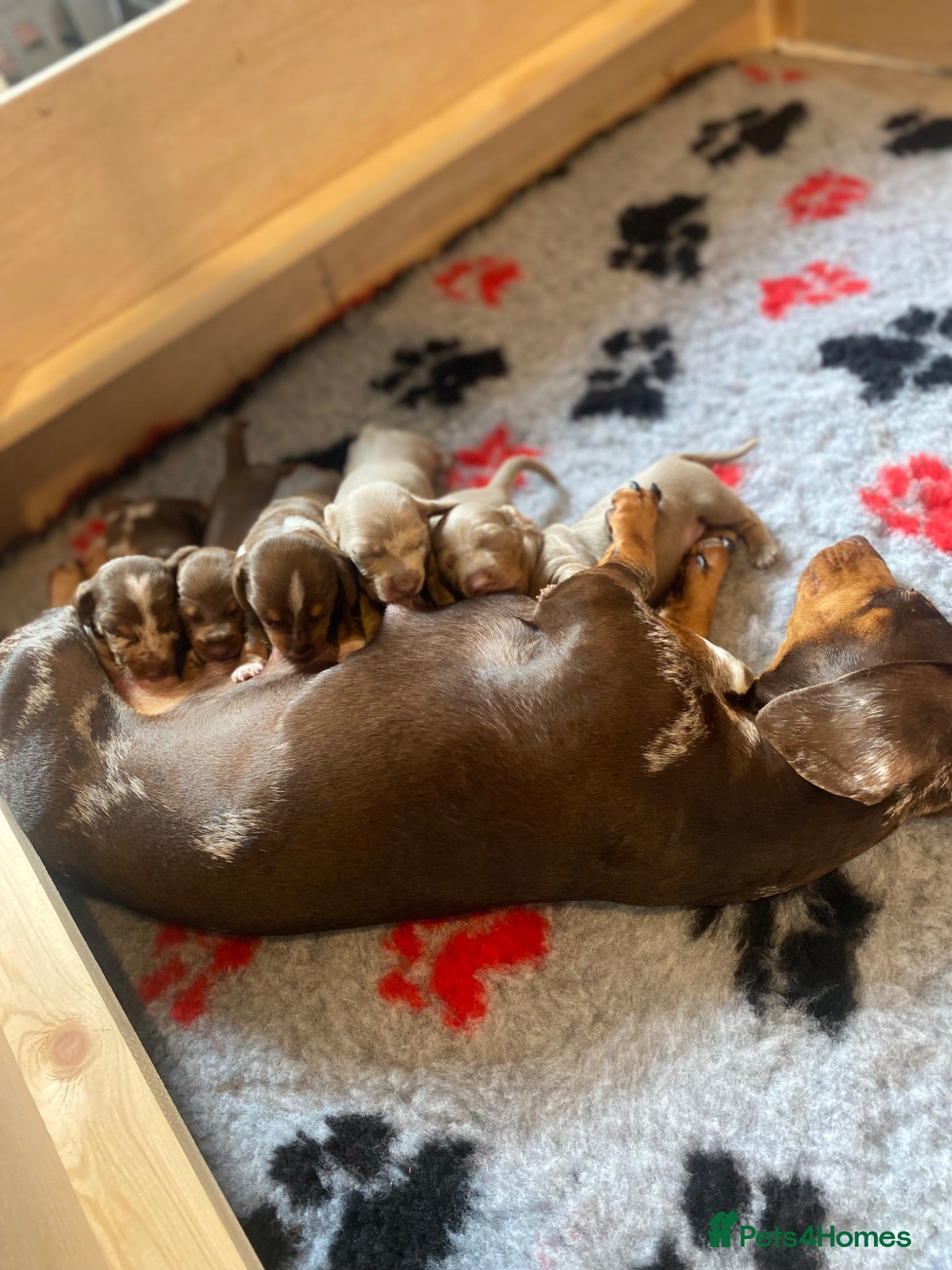 Miniature Dachshund dogs Stunning mini dach puppies - Advert 1