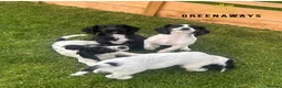 Sprocker dogs for sale: Ready NOW F1b Sprockers Health TESTED - 5* Breeder - Advert 6