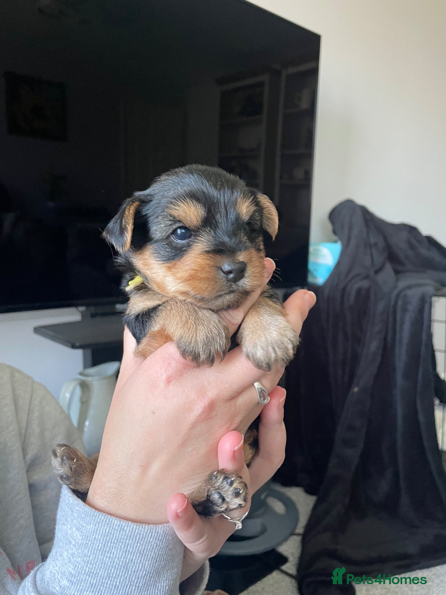 Yorkshire Terrier dogs Yorkshire Terrier puppies for sale - Advert 16