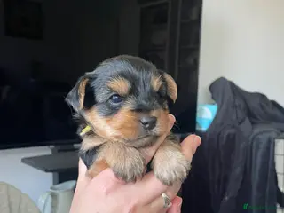 Yorkshire Terrier dogs Yorkshire Terrier puppies for sale - Advert 16