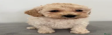 Mixed Breed Puppy 1