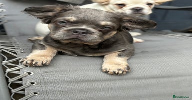 French Bulldog dogs - Advert 10