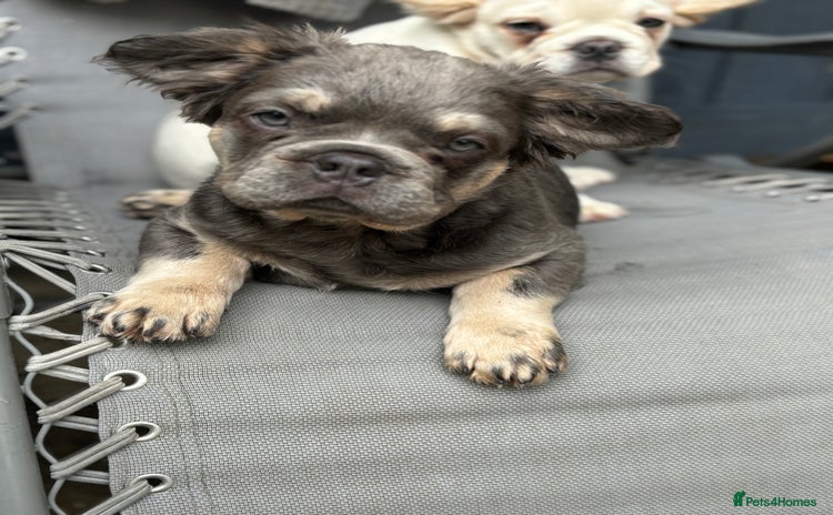 French Bulldog dogs - Advert 16