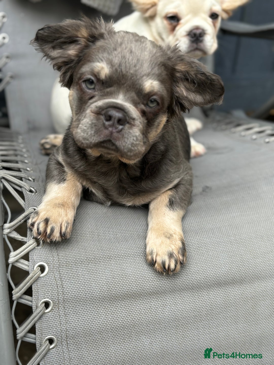 French Bulldog dogs for sale: This is a 2year planned litter based on health !🌟 - Image 2