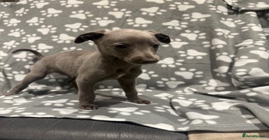 Whippet dogs - Advert 10