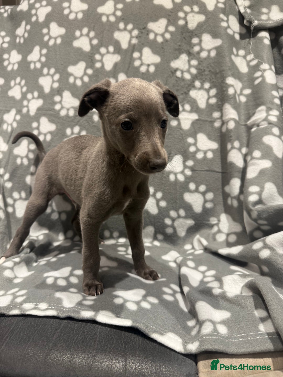 Whippet dogs for sale: Kc whippet puppies 0ne lovely blue boy available  - Image 3